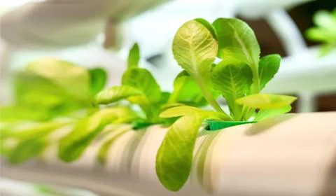 The green vegetable leaf pattern is organic cultivation hydroponic farm. Natu Stock Photos