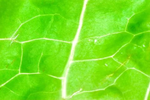 Green vegetable lettuce leaf texture Stock Photos