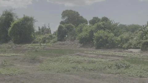 Green vegetable patch, southern Madagascar Stock Footage 281860008