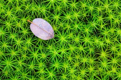 Green vegetable pattern, grass and moss close-up macro background, view from  Foto stock