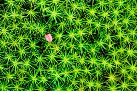 Green vegetable pattern, grass and moss close-up macro background, view from  Stock-Fotos