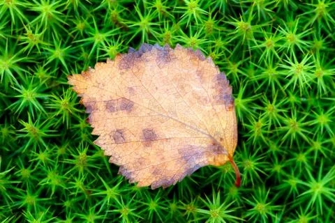 Green vegetable pattern, grass and moss close-up macro background, view from  Foto stock