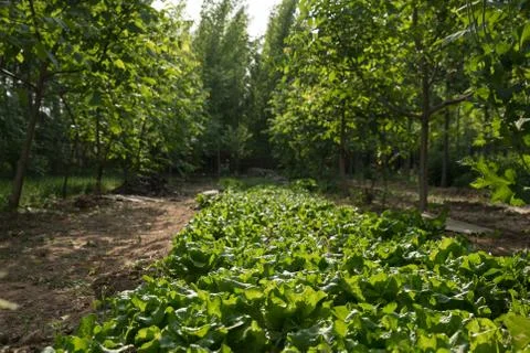 Green vegetable Stock Photos
