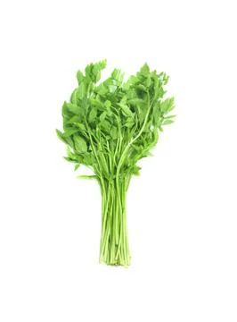 Green vegetable Stock Photos