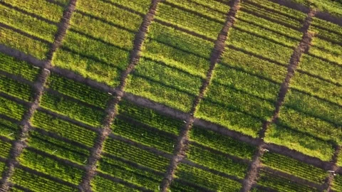 Green vegetable plot in farm at sunset. Aerial top-down ascending and Vídeos de archivo 222885920