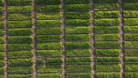Green vegetable plot in farm at sunset. Aerial top-down descending Vídeos de archivo 222889359