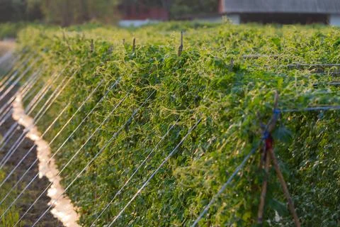 Green vegetable rows in farm with sunlight Stock-Fotos
