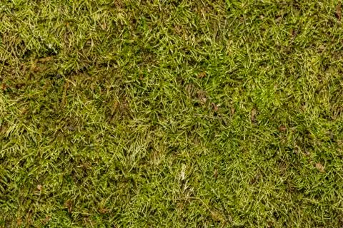 Green vegetable surface Stock Photos