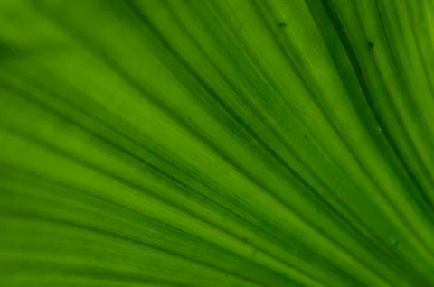 Green vegetable texture; leaf lines of a plant filling the frame Stock Photos