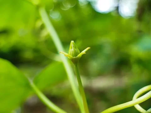 The green vegetable tree has a flower bud on the stem and a green background. Stock Photos