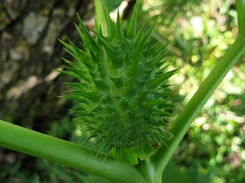 Green vegetable tree Stock Photos