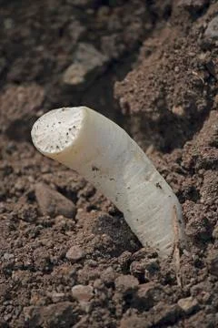 Green vegetable white radish raphanus sativus growing in field, maharashtra, Stock Photos