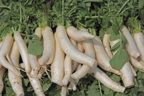 Green vegetable white radish raphanus sativus growing in field, maharashtra, Stock Photos