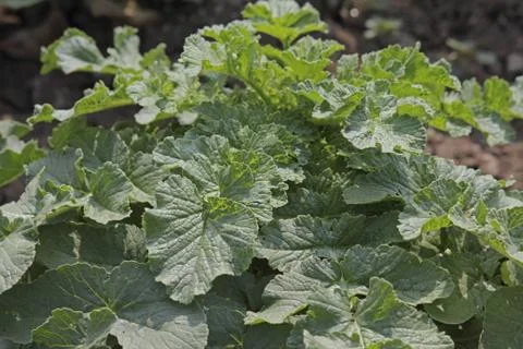 Green vegetable white radish raphanus sativus growing in field, Foto stock