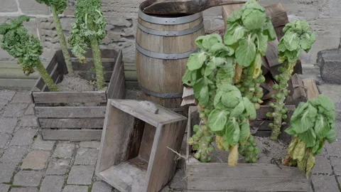 Green vegetables in a box. Close-up. Stock Footage 260851958
