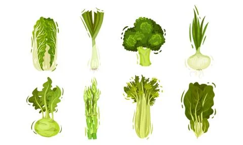 Green Vegetables with Cabbage and Celery Vector Set Stock Illustration