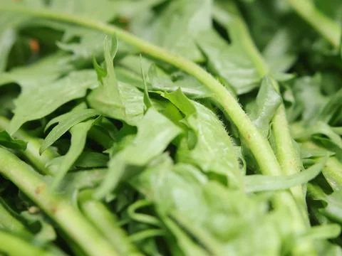 Green vegetables in a close-up macro view at a Brazilian food fair. Fotos de archivo