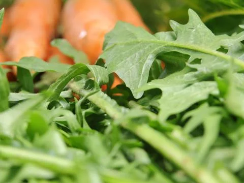 Green vegetables in a close-up macro view at a Brazilian food fair. Fotos de archivo