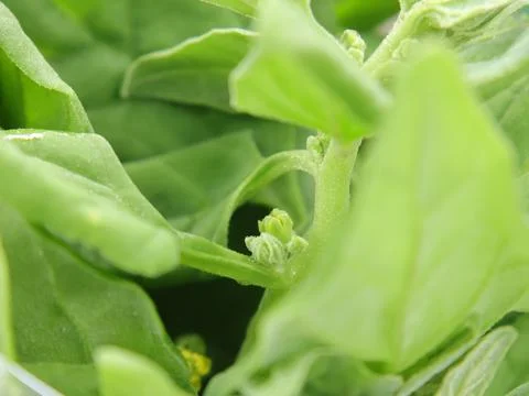 Green vegetables in a close-up macro view at a Brazilian food fair. Stock Photos