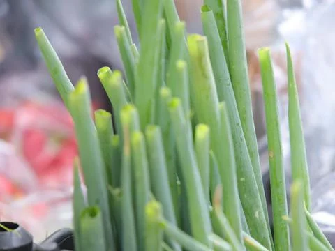 Green vegetables in a close-up macro view at a Brazilian food fair. Stock Photos