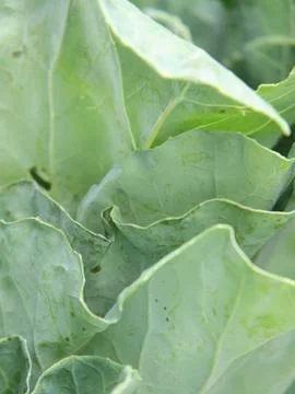 Green vegetables in a close-up macro view at a Brazilian food fair. Fotos de archivo