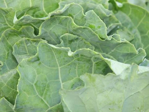 Green vegetables in a close-up macro view at a Brazilian food fair. Fotos de archivo