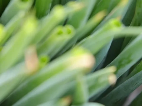 Green vegetables in a close-up macro view at a Brazilian food fair. Stock Photos