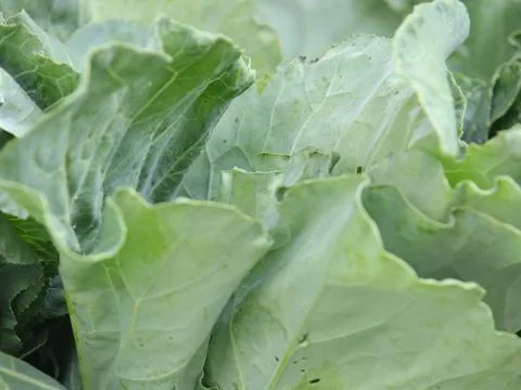 Green vegetables in a close-up macro view at a Brazilian food fair. Fotos de archivo