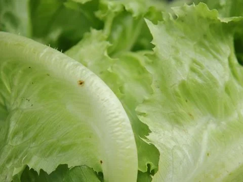 Green vegetables in a close-up macro view at a Brazilian food fair. Fotos de archivo