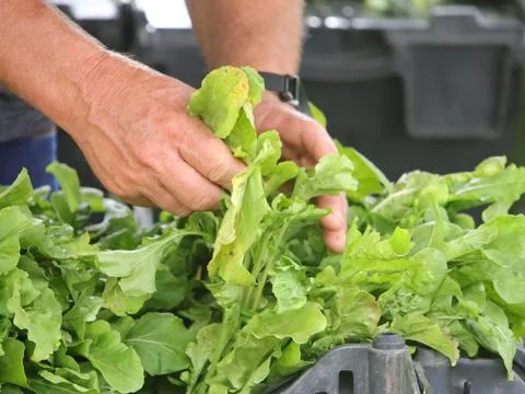Green vegetables in a close-up macro view at a Brazilian food fair. Stock Photos