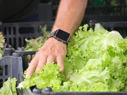 Green vegetables in a close-up macro view at a Brazilian food fair. Fotos de archivo