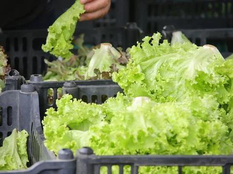Green vegetables in a close-up macro view at a Brazilian food fair. Fotos de archivo