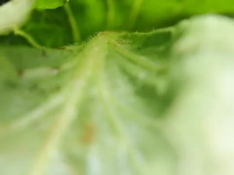 Green vegetables in a close-up macro view at a Brazilian food fair. Fotos de archivo