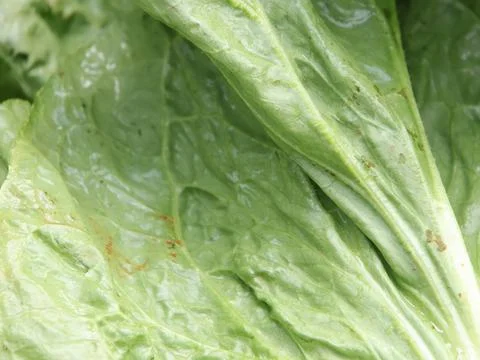 Green vegetables in a close-up macro view at a Brazilian food fair. Fotos de archivo