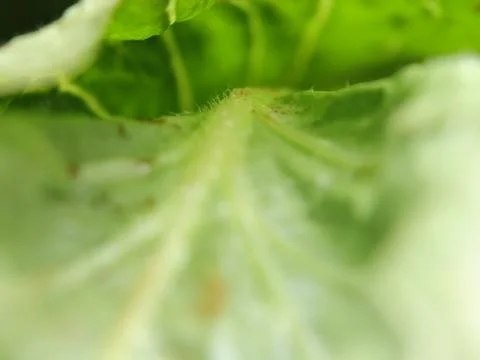 Green vegetables in a close-up macro view at a Brazilian food fair. Stock Photos