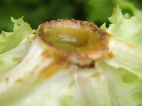 Green vegetables in a close-up macro view at a Brazilian food fair. Fotos de archivo