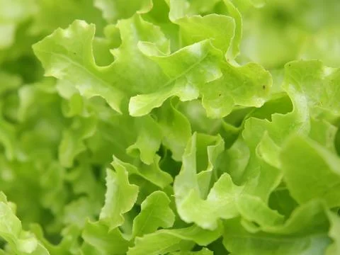 Green vegetables in a close-up macro view at a Brazilian food fair. Stock Photos