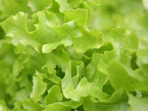 Green vegetables in a close-up macro view at a Brazilian food fair. Fotos de archivo