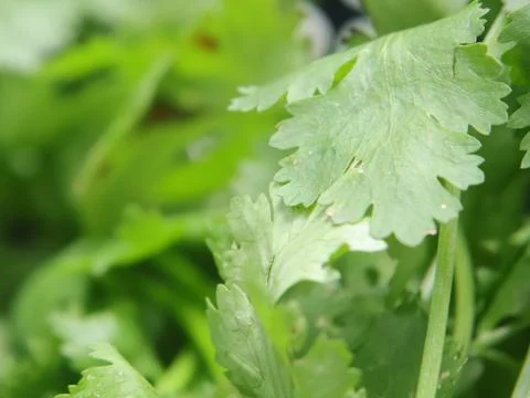 Green vegetables in a close-up macro view at a Brazilian food fair. Fotos de archivo