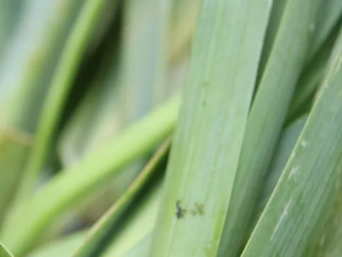 Green vegetables in a close-up macro view at a Brazilian food fair. Stock Photos