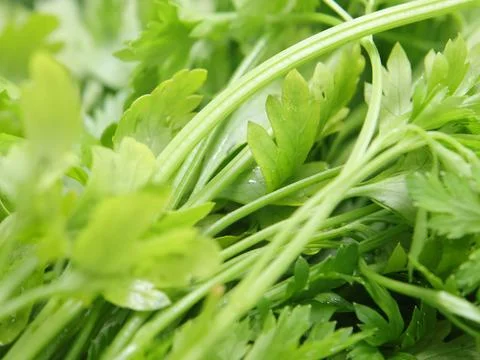 Green vegetables in a close-up macro view at a Brazilian food fair. Stock Photos