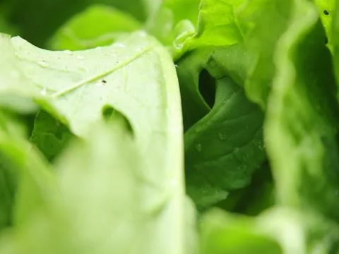 Green vegetables in a close-up macro view at a Brazilian food fair. Fotos de archivo