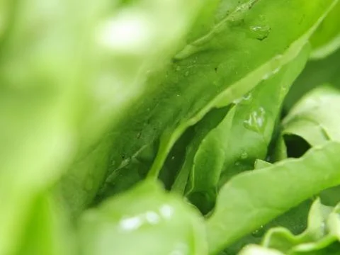 Green vegetables in a close-up macro view at a Brazilian food fair. Stock Photos