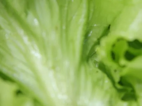 Green vegetables in a close-up macro view at a Brazilian food fair. Fotos de archivo