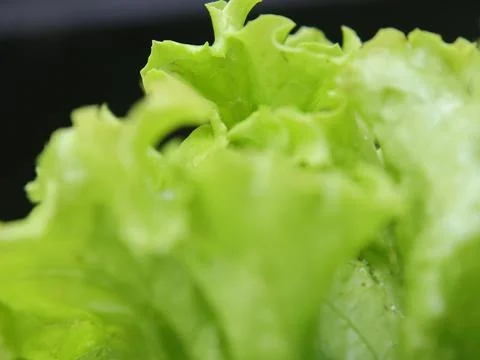 Green vegetables in a close-up macro view at a Brazilian food fair. Fotos de archivo