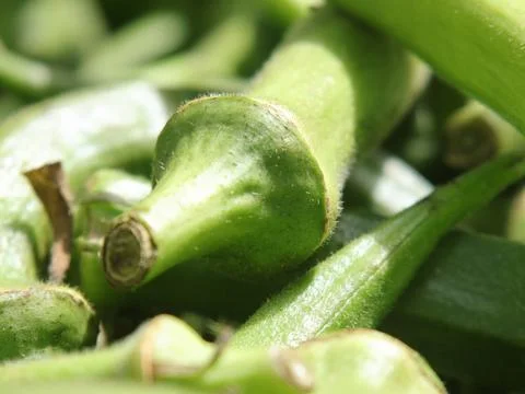 Green vegetables in a close-up macro view at a Brazilian food fair. Stock Photos