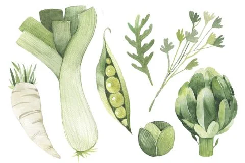 Green vegetables  design set 1. radishes, leeks, peas, arugula, parsley Illustrazione stock