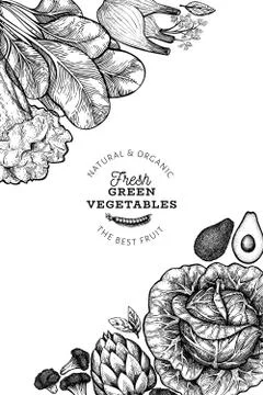 Green vegetables design template. Hand drawn vector food illustration. Engrav Stock Illustration