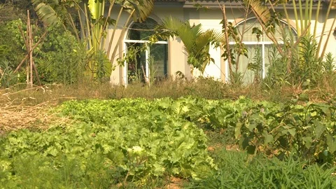 Green vegetables in front of a house 스톡 동영상 115143980