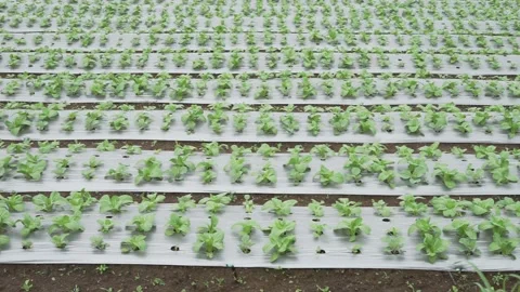 Green vegetables pattern on a farmland crop plantation fertile soil Stock Footage 232392737